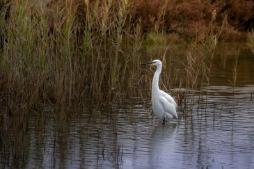 Aigrette garzette - Egretta garzetta