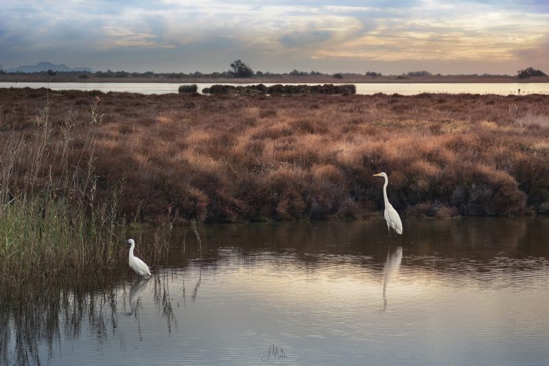 Grande aigrette et Aigrette garzette