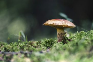 Champignon