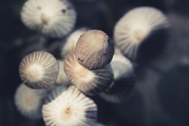 Méduses forestières - Champignons