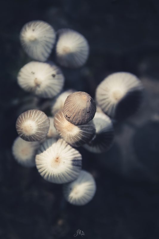 Méduses forestières - Champignons