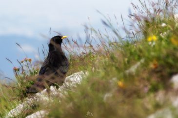 Chocard à bec jaune - Pyrrhocorax graculus