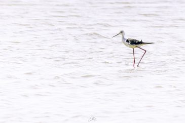 Échasse blanche - Himantopus himantopus