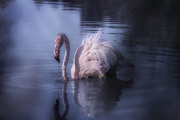 Flamant rose - Phoenicopterus roseus