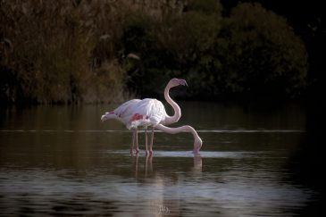 Flamant rose - Phoenicopterus roseus