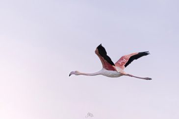 Flamant rose - Phoenicopterus roseus