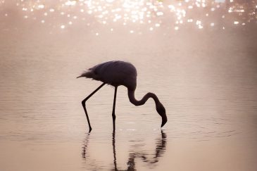 Flamant rose - Phoenicopterus roseus