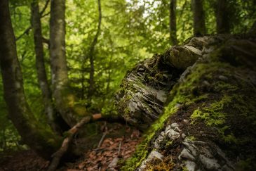 Forêt - Gresse en Vercors