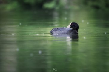 Foulque Macroule - Fulica atra