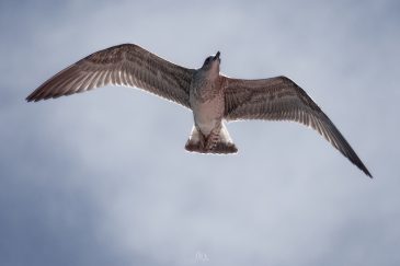 Goéland marin - Larus marinus