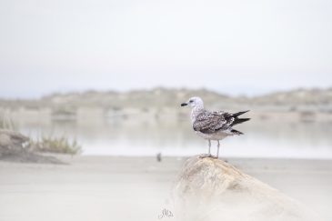 Goéland marin - Larus marinus