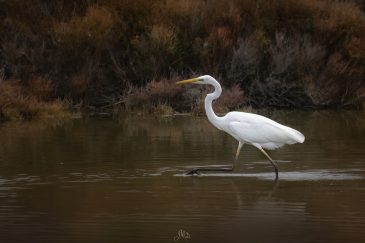 Grande aigrette - Ardea alba