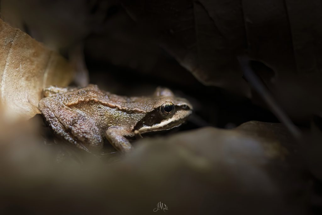 Grenouille agile - Rana dalmatina