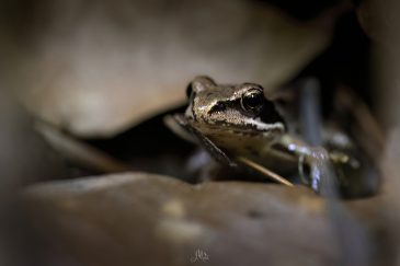 Grenouille agile - Rana dalmatina