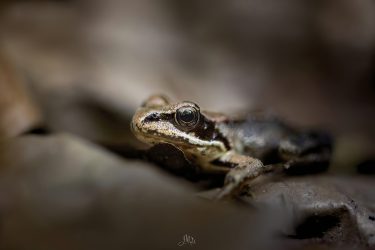 Grenouille agile - Rana dalmatina