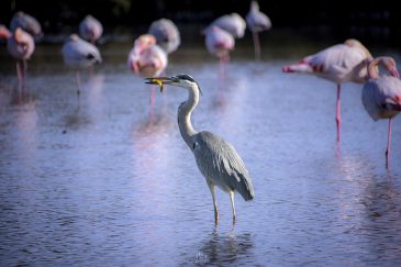 Héron cendré - Ardea cinerea