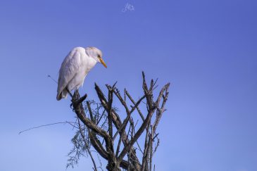 Héron garde-boeufs - Bubulcus ibis