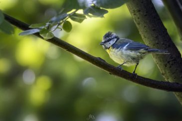 Mésange bleue - Cyanistes caeruleus