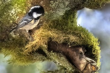 Mésange noire - Periparus ater