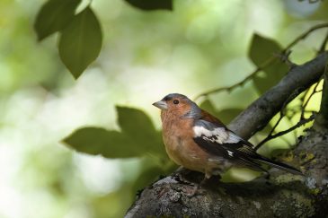 Pinson des arbres - Fringilla coelebs