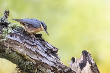 Sittelle torchepot - Sitta europaea