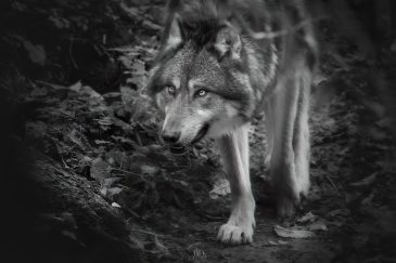 Loup gris - Canis lupus