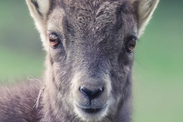 Jeune bouquetin - Capra ibex