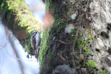 Grimpereau des bois - Certhia familiaris