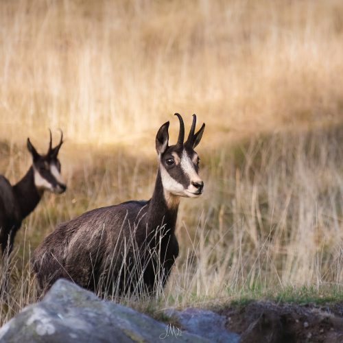 Chamois - Rupicapra rupicapra