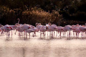 Flamant rose - Phoenicopterus roseus