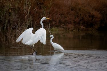 Grande aigrette et Aigrette garzette