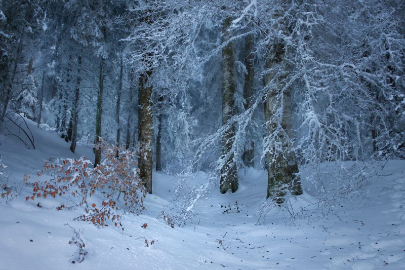 Jeune pousse bravant les frimas