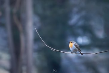 Rougegorge - Erithacus rubecula