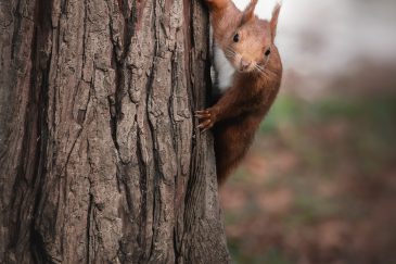 Ecureuil roux - Sciurus vulgaris