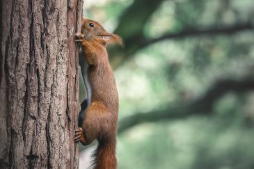 Ecureuil roux - Sciurus vulgaris