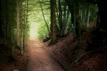 Forêt - Gresse en Vercors