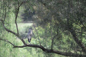 Héron cendré - Ardea cinerea