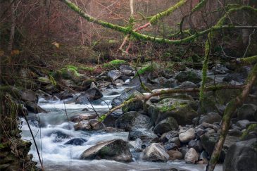 La rivière enchevêtrée