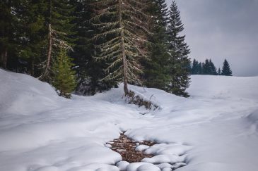 Tourbières - plateau des Glières