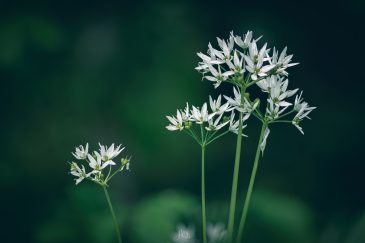 Ail des ours - Allium ursinum