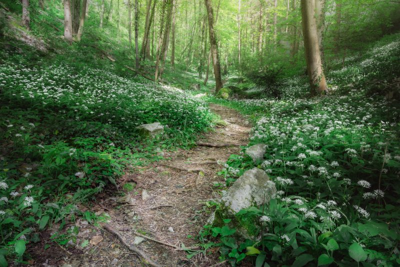 Délice des bois