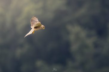 Faucon crécerelle - Falco tinnunculus