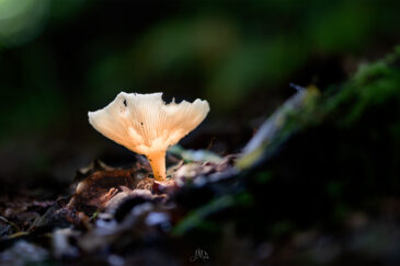 Magic Fungi