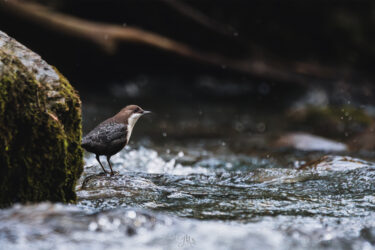 Cincle plongeur - Cinclus cinclus