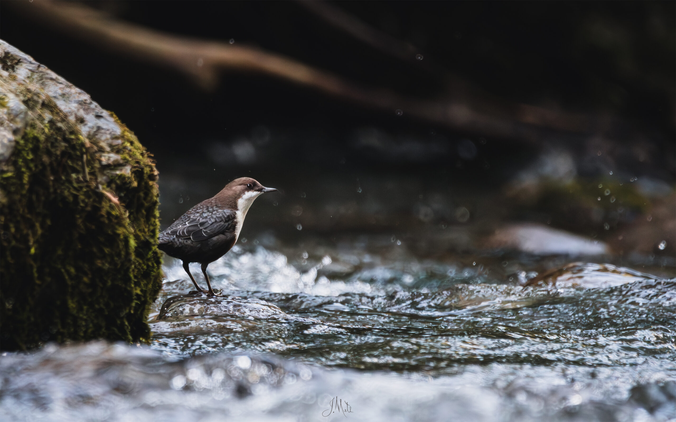 Cincle plongeur - Cinclus cinclus