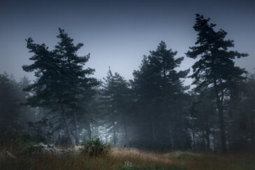 Forêt du causse Méjean