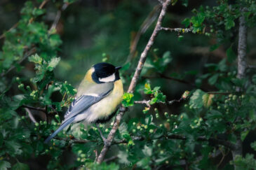 Mésange charbonnière - Parus major