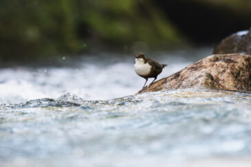 Cincle plongeur - Cinclus cinclus