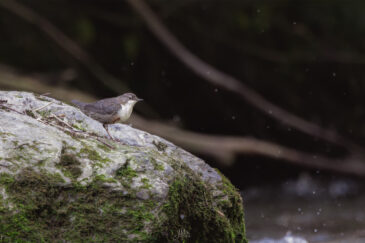 Cincle plongeur - Cinclus cinclus