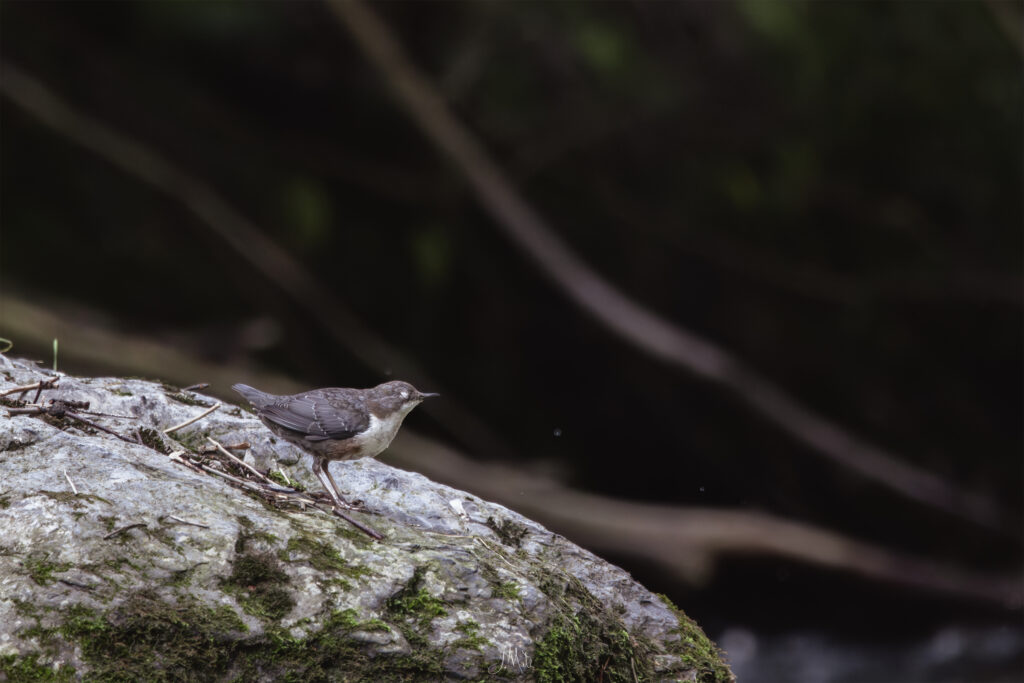 Cincle plongeur - Cinclus cinclus